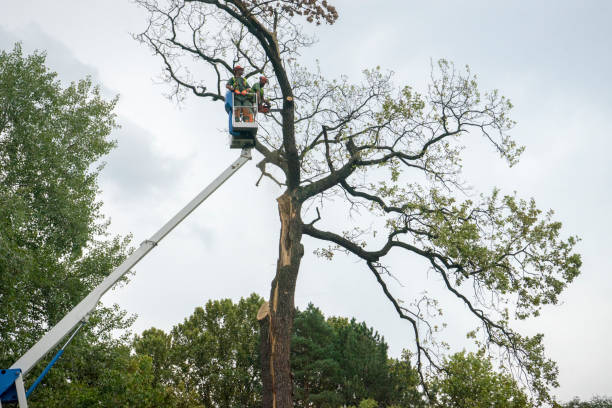 How Our Tree Care Process Works  in  Chattanooga, TN